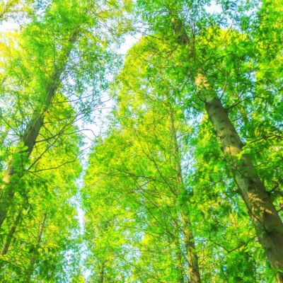 DAE: Sistema de Desempeño Ambiental Empresarial (qué es y cuándo aplica)