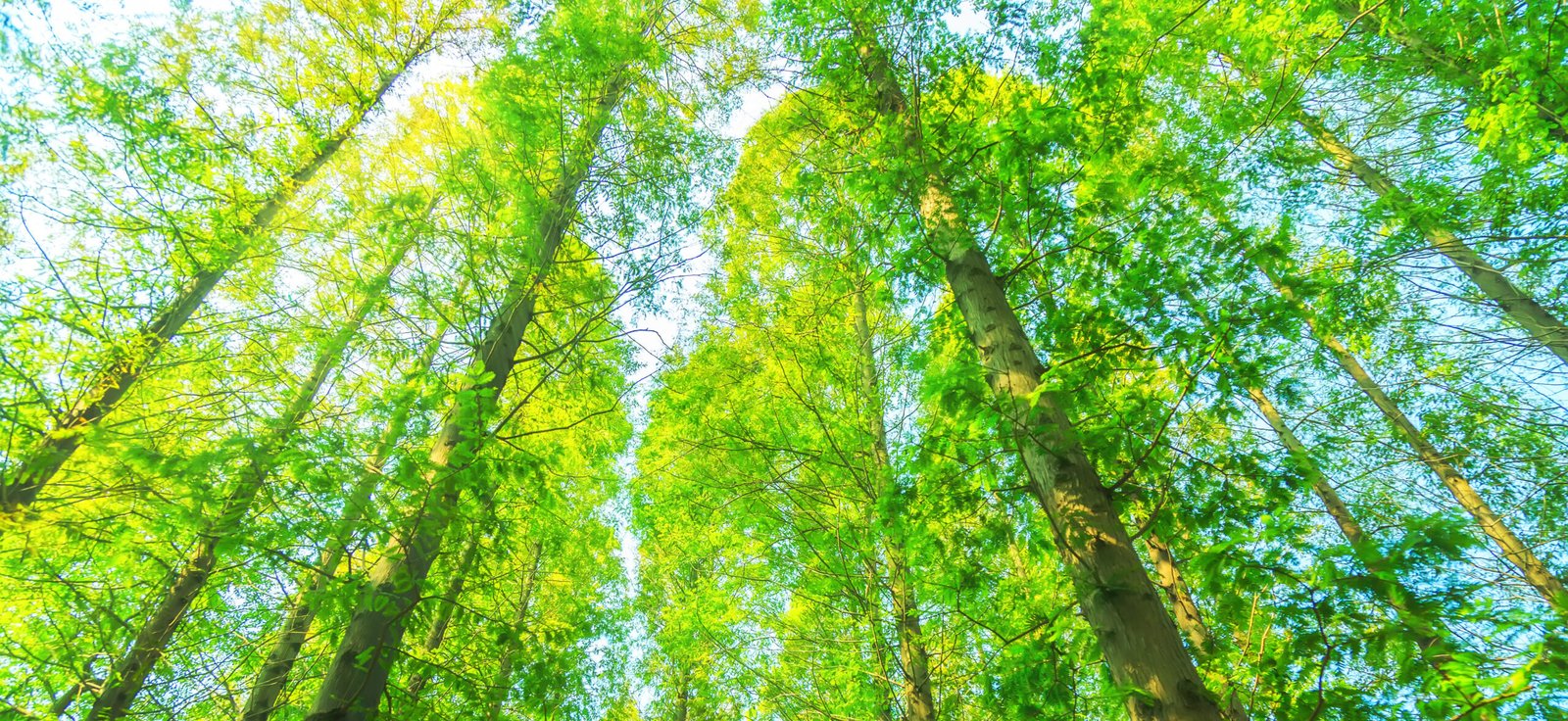 DAE: Sistema de Desempeño Ambiental Empresarial (qué es y cuándo aplica)